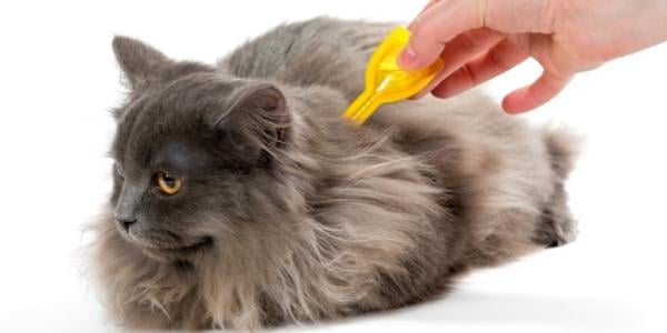 long haired grey cat laying down while someone applies topical flea preventative