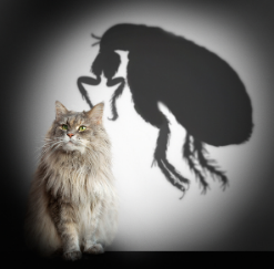 long haired grey cat sitting with shadow of flea behind it