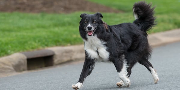 off leash dog on street