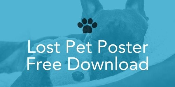 lost pet poster free download