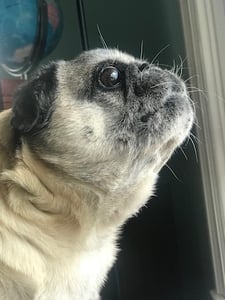 Mabel the pug barking at something out the window