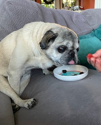 mabel eating watermelon 2