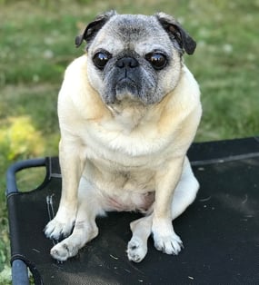 mabel enjoying the great outdoors