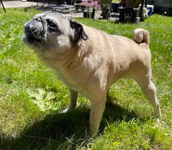 mabel the pug barking being mabely