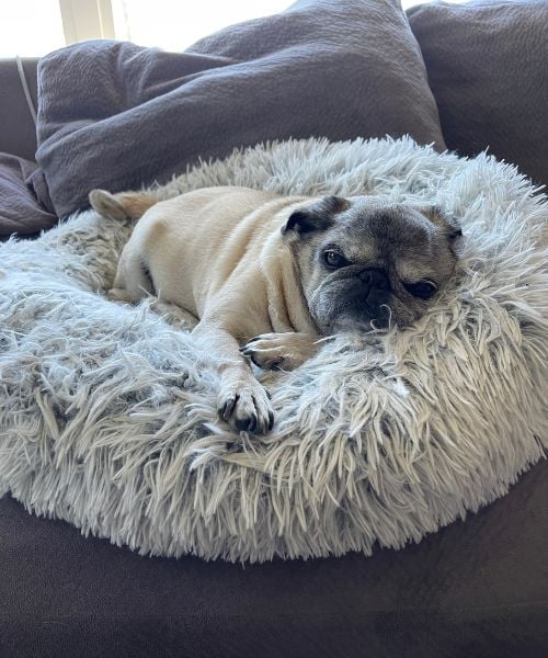 mabel the pug lying in her bed