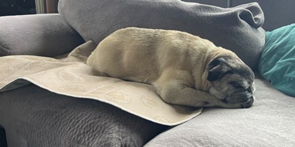 mabel the pug sleeping on her potty pad-PV