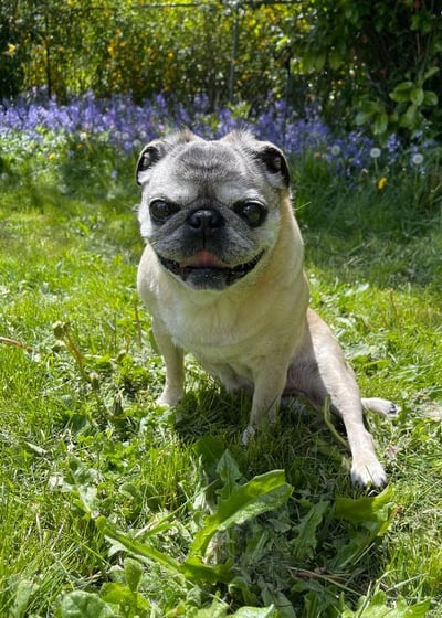 mabel the pug with a collapsed trachea