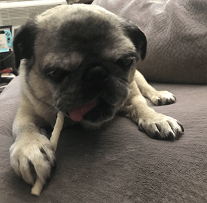 mabels favorite dog chew