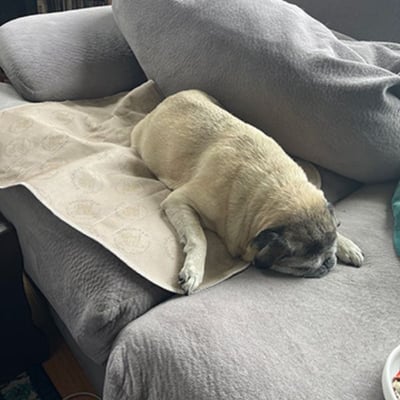 mable pug asleep on pee pad on couch-PV