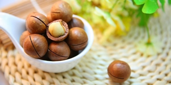 macadamia nuts toxic to pets