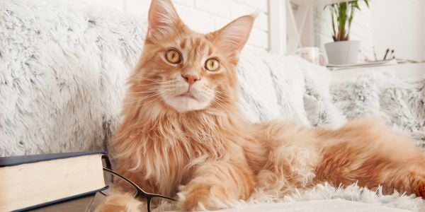 maine coon cat lying on shaggy sofa with a book