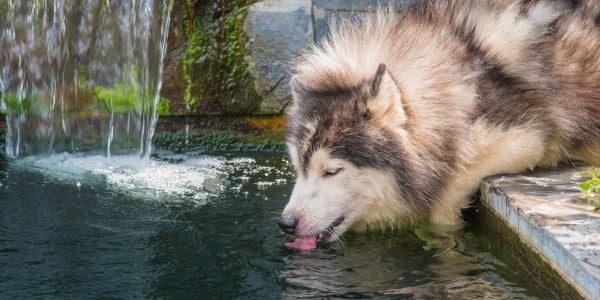 malamute dog drinking water from a spring-canva