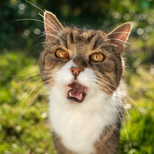 male tabby cat yowling outside