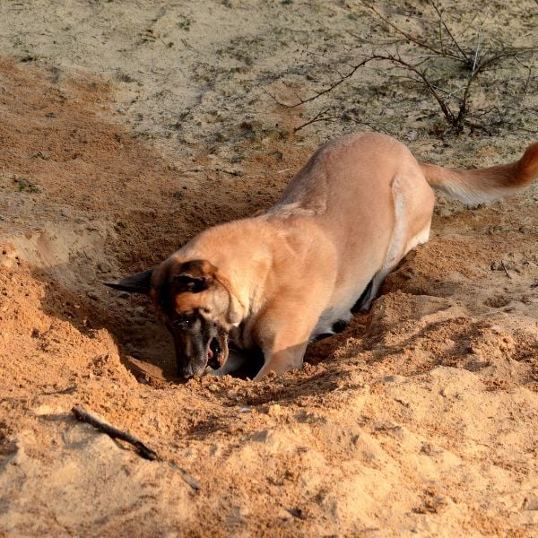 malinois digging in the sand desert