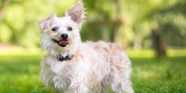 maltese poddle mix with one ear up and one down-canva