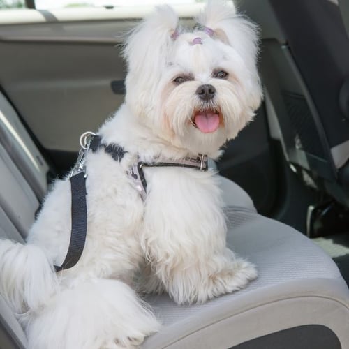 maltese sitting in the backseat of a car