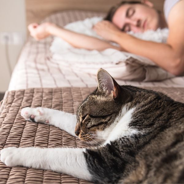 man and cat sleeping comfortably in bed together