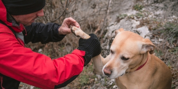 man examining his dogs paw on hike