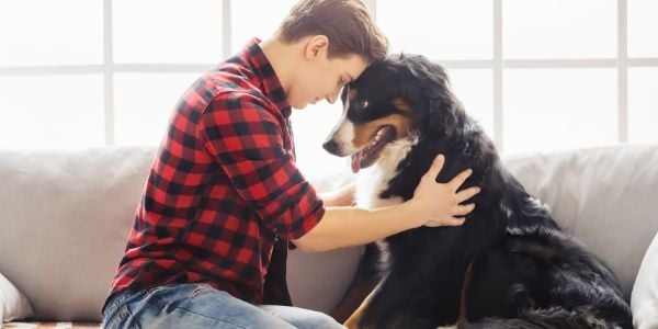 man in red plaid shirt resting forehead against bernese mountain dogs forehead