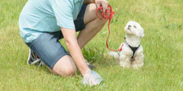 man picking up his dogs poop with poop bag while white dog sits and watches