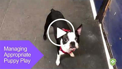 managing dog play