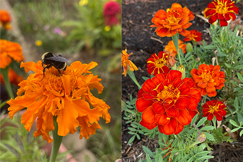 marigolds pet-safe flowers and natural pest repellant