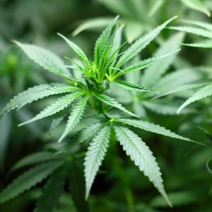 marijuana plant toxic to pets