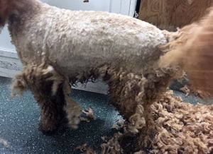 example of pelted extremely matted coat being shaved off at groomer