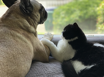 sign up for our pet newsletter