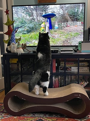 mazel enamored with bird and squirrel watching using his ultimate cat scratcher lounge as a step-stool