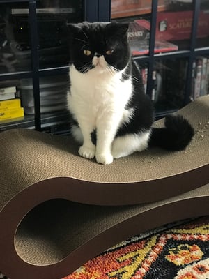 mazel on ultimate cat scratcher lounge