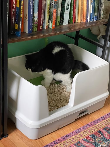 mazel the cat pooping in large litter box