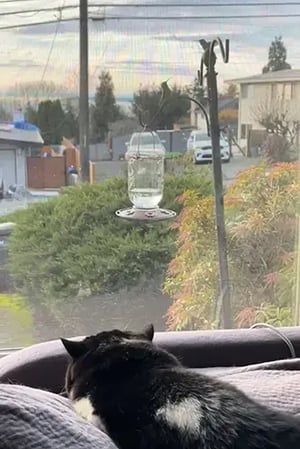 mazel the cat looking at hummingbirds out window