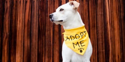 medum white dog sitting with yellow bandana with adopt me written on it