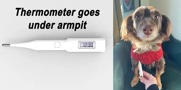 Mella's non-invasive pet thermometer