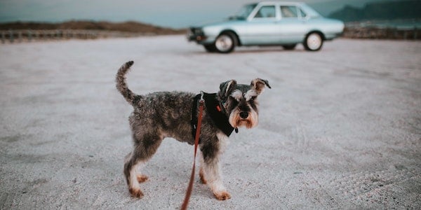mini schnauzer on leash in front of car and desert in the background