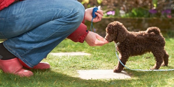 miniature chocolate poodle learning come when called with clicker training