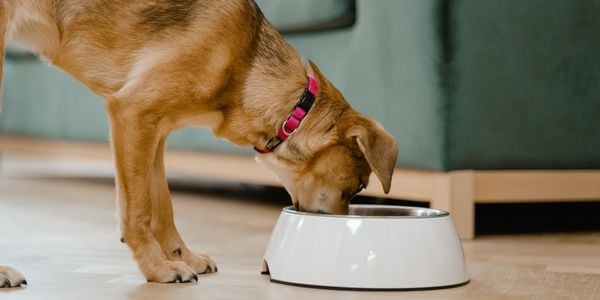 mixed breed dog eating from a large white bowl-canva