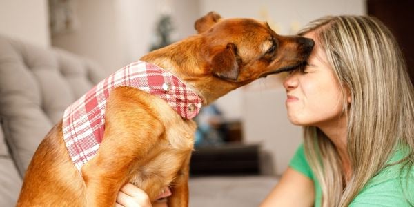 mixed breed dog kissing his owners face