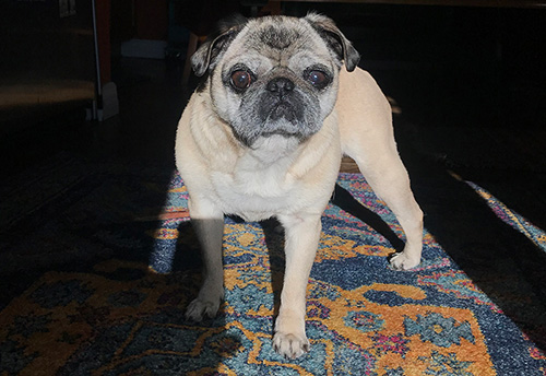 mobility issues in senior dogs
