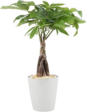money tree safe plant for cats and dogs