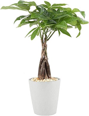 money tree safe plant for cats and dogs