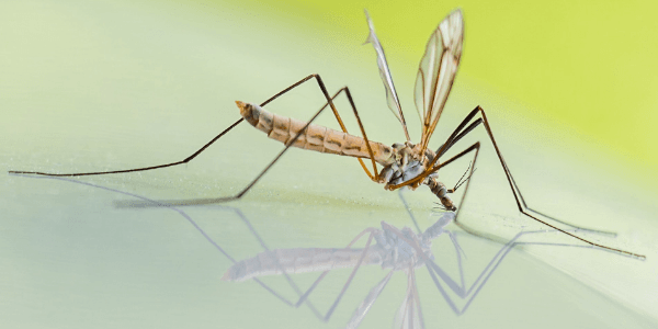 mosquitoes transmit heartworms to dogs and cats