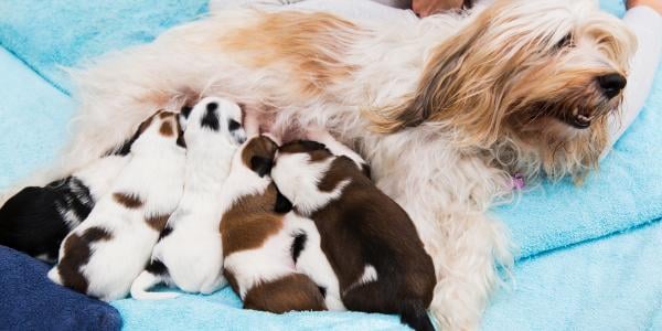 mother dog nursing puppies