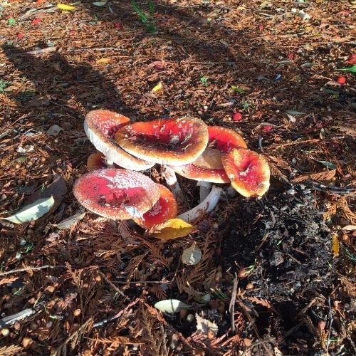 mushroom toxicity to dogs amanita muscaria