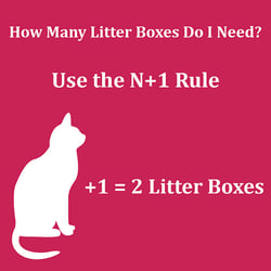 n plus one litter box rule