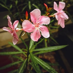 nerium oleander plant toxic to pets