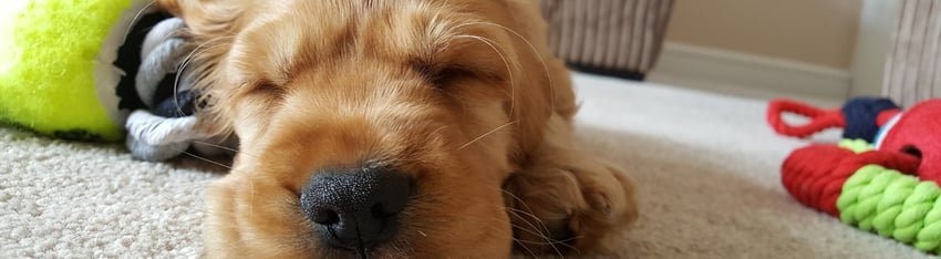 How to Help Your New Puppy Sleep Through the Night