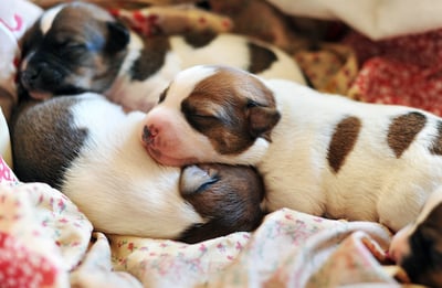 newborn puppies sleeping