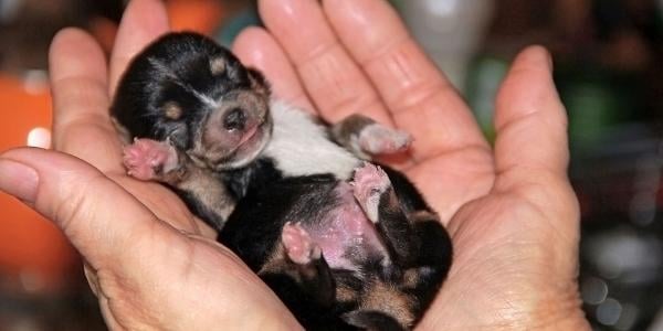 newborn puppy cradled in two hands